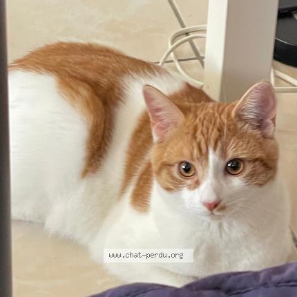 Photo 1/1 Vassam Chat lost in Bulle