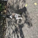 Picture of cat found at Merignac