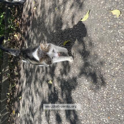 Photo 1/1 Found cat Found in Merignac