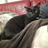 Picture of cat lost at Argentan