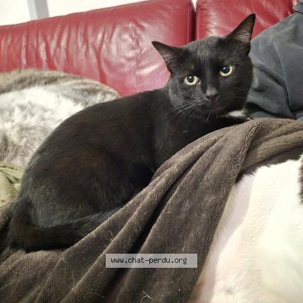 Photo 1/1 Cat reunited Lost in Argentan