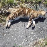 Picture of cat found at Cusset