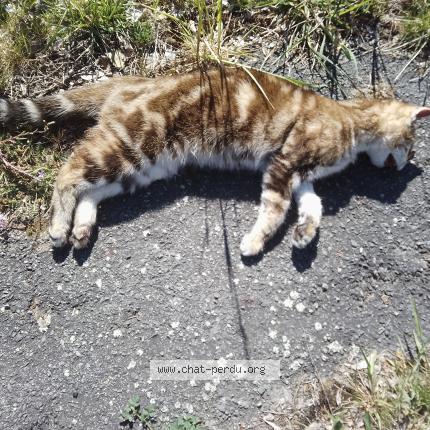 Photo 1/1 Found cat Found in Cusset