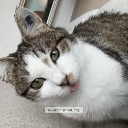 Photo 1/1 Misty Chat lost in Pithiviers le vieil