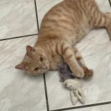 Picture of cat lost at Marquette Les Lille