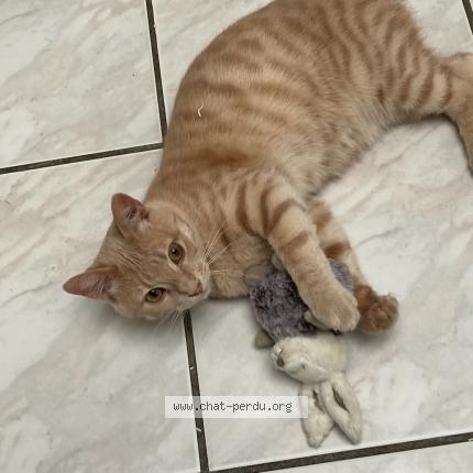 Photo 1/1 Rouky Chat lost in Marquette les lille