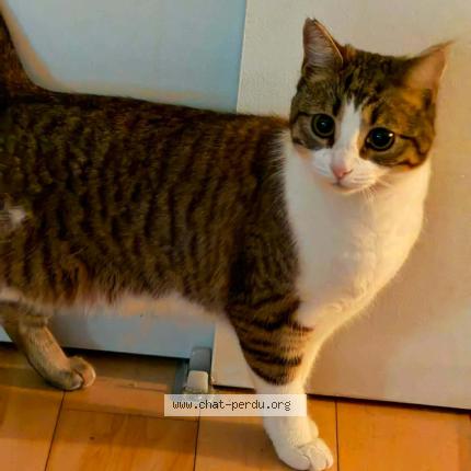 Photo 1/1 Bechbecha Chat lost in Laval