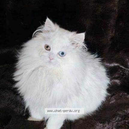 Photo 1/1 Snow Chat lost in Ruoms