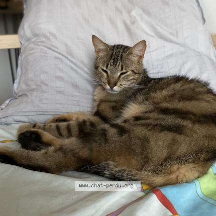 Photo 1/1 Vroum Chat lost in Laudun l ardoise