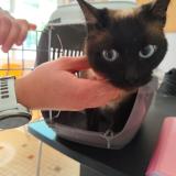 Picture of cat found at Montauban