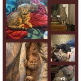 Picture of cat lost at Salles De Villefagnan