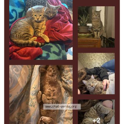 Photo 1/1 Praline Poutine Poutinite Chat lost in Salles de villefagnan