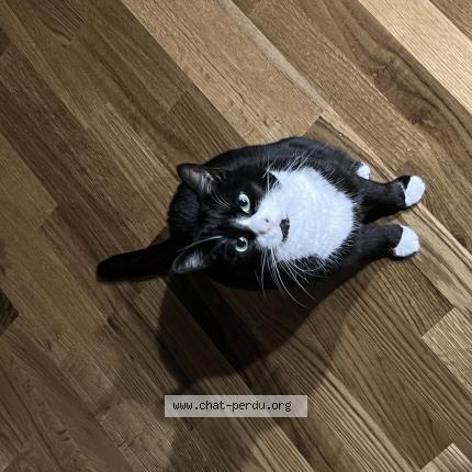 Photo 1/1 Luna Chat lost in Misery courtion