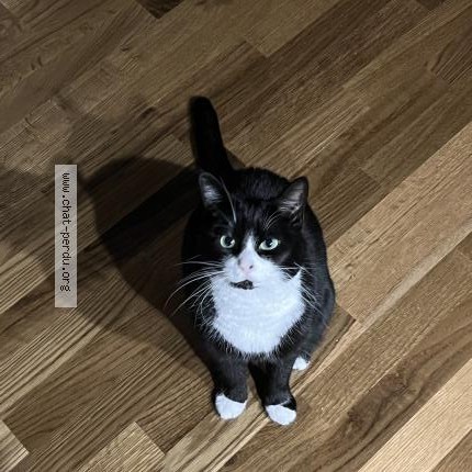 Foto 1/1 Luna Katze verloren in Misery Courtion