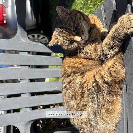 Photo 1/1 Eiffel Chat lost in Bourgtheroulde