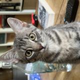 Picture of cat lost at Toulouse