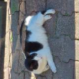 Picture of cat found at Eysines