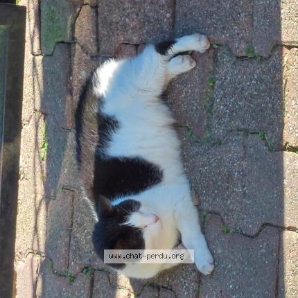 Photo 1/1 Found cat Found in Eysines