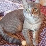 Picture of cat found at Angers