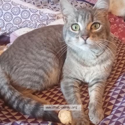 Photo 1/1 Found cat Found in Angers