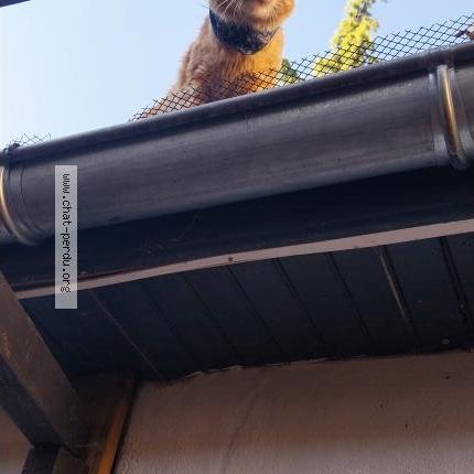 Photo 1/1 Found cat Found in Dijon