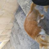 Picture of cat found at Aix En Provence