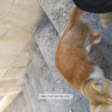 Photo 1/1 Found cat Found in Aix en provence