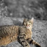 Picture of cat lost at Tremblay En France