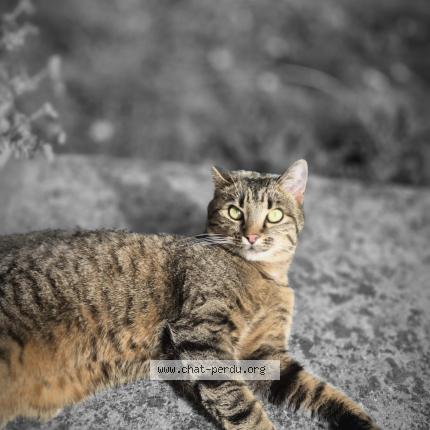 Photo 1/1 Malya Chat lost in Tremblay en france