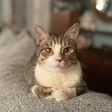 Picture of cat lost at Chatillon