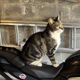 Picture of cat lost at Chateau Sur Epte