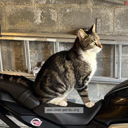 Photo 1/1 Chacha Chat lost in Chateau sur epte