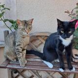 Picture of cat lost at Corbeil Essonne