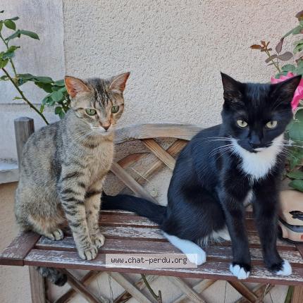 Photo 1/1 Guizmo Chat lost in Corbeil essonne