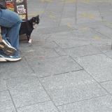 Picture of cat found at Paris