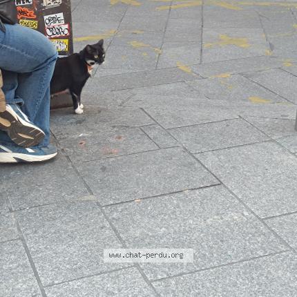 Photo 1/1 Found cat Found in Paris