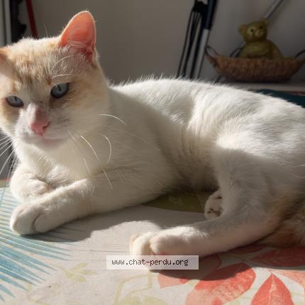 Photo 1/1 Kayto Chat lost in Saint jean de mont