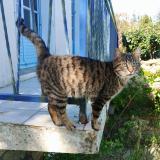 Picture of cat found at Noyal Pontivy