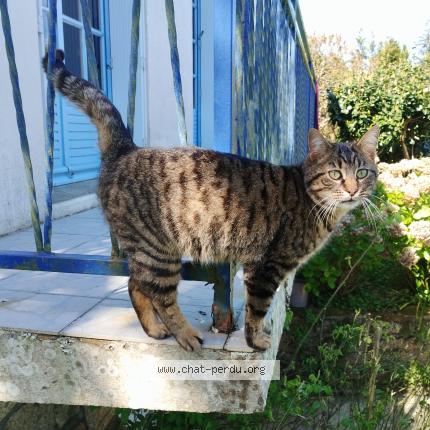 Photo 1/1 Found cat Found in Noyal pontivy