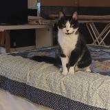 Picture of cat found at Chatillon