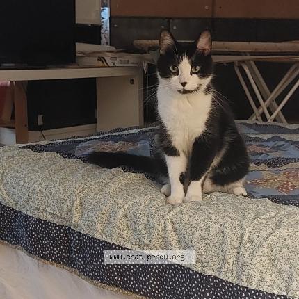 Photo 1/1 Found cat Found in Chatillon