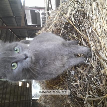 Photo 1/1 Chacha Chat lost in Montcey