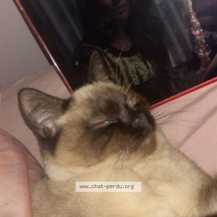 Photo 1/1 Finou Chat lost in Valence