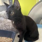 Picture of cat found at Berre L Etang