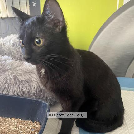 Photo 1/1 Found cat Found in Berre l etang