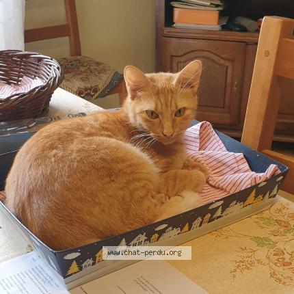 Photo 1/1 Verdi Chat lost in Magrie