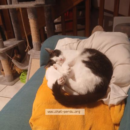 Photo 1/1 Willow Chat lost in Clermont