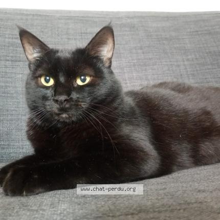 Photo 1/1 Titus Chat lost in Lyon