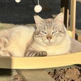 Picture of cat found at Foecy