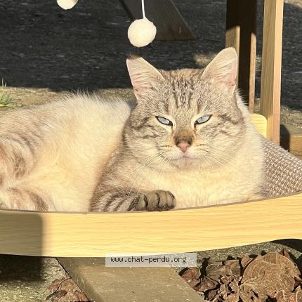 Photo 1/1 Found cat Found in Foecy